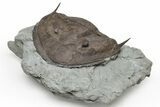 Wide, Enrolled Isotelus Brachycephalus Trilobite - Ohio #228132-2